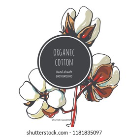 Vector background with color cotton branch isolated on white. Hand drawn botanical illustration of plant.