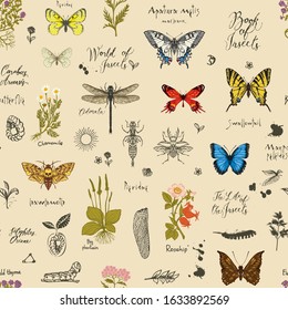 Vector background with Colorful butterflies, beetles, various herbs, sketches and inscriptions. Seamless pattern with insects and medicinal herbs in retro style. Wallpaper, wrapping paper, fabric