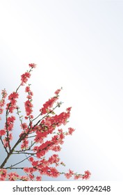 Vector background with colorful spring flowering cherry branches