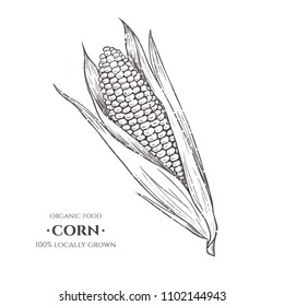 Vector background with corn. Hand drawn. Vintage style