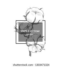 Vector background with  cotton plant . Hand drawn. Vintage style