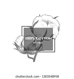 Vector background with  cotton plant . Hand drawn. Vintage style