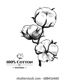 Vector background with  cotton plant . Hand drawn. Vintage style