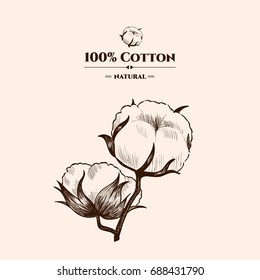 Vector Background With  Cotton Plant . Hand Drawn. Vintage Style