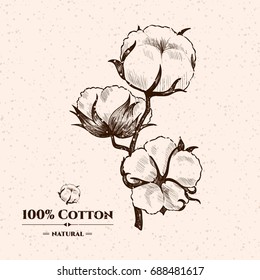 Vector background with  cotton plant . Hand drawn. Vintage style