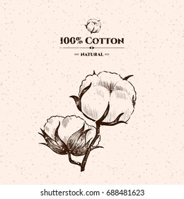 Vector background with  cotton plant . Hand drawn. Vintage style
