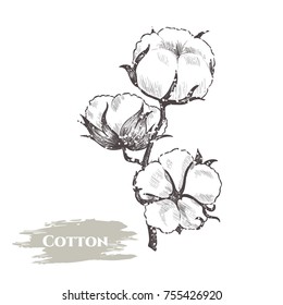 Vector background with  cotton plant . Hand drawn. Vintage style