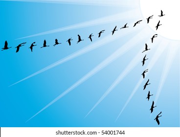 Vector Background with Crane bird flock against blue sky