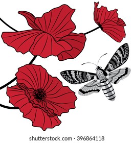 vector background with death's head hawk moth (Acherontia atropos) and flowers of red poppy