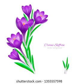 Vector background for design with crocus flower with space for text