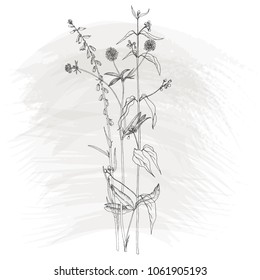 Vector background with drawing wild plants, herbs and flowers and paint stains, botanical illustration, natural floral template