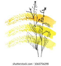 Vector background with drawing wild plants, herbs and flowers and paint stains, botanical illustration, natural floral template