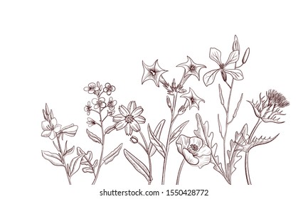 Vector background with drawing wild plants, herbs and flowers, botanical illustration, natural floral template