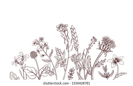 Vector background with drawing wild plants, herbs and flowers, botanical illustration, natural floral template