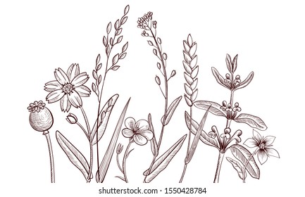 Vector background with drawing wild plants, herbs and flowers, botanical illustration, natural floral template