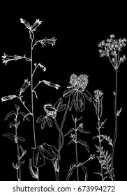 Vector background with drawing wild plants, herbs and flowers, monochrome botanical illustration in vintage style, engrave imitation, floral template