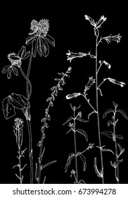 Vector background with drawing wild plants, herbs and flowers, monochrome botanical illustration in vintage style, engrave imitation, floral template