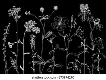 Vector background and drawing wild plants  herbs   flowers  monochrome botanical illustration in vintage style  engrave imitation  floral template