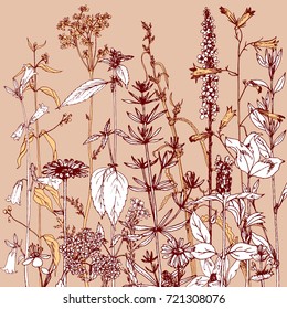 Vector background with drawing wild plants, herbs and flowers, monochrome botanical illustration in vintage style, floral template
