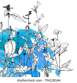 Vector background with drawing wild plants, herbs and flowers and paint stains, botanical illustration, natural floral template