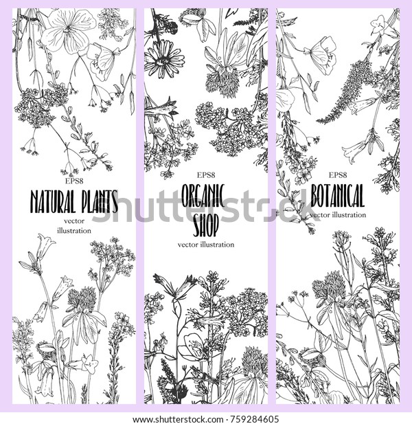 野生の植物 ハーブ 花を描くベクター画像の背景 ビンテージスタイルのモノクロの植物イラスト 自然の花柄テンプレート のベクター画像素材 ロイヤリティ フリー