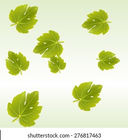 Vector background with Fig leaves. EPS 10 vector