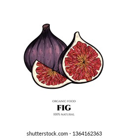 Vector background with figs. Hand drawn. Vintage style