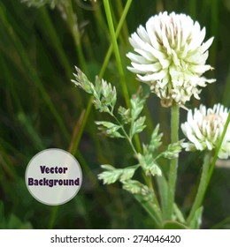 Vector background with flower. Bud of clover in the field.