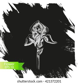 Vector background - flower.
Illustration sketch - iris flower.