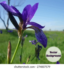 Vector background with flower. Purple iris in the field.