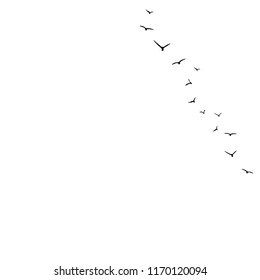 vector background with flying birds on the right side. Black swallows in the sky on white background. Bird trace. Freedom, romantic, dreams, lyric