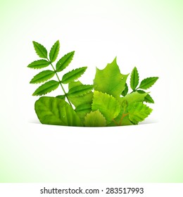 Vector background with fresh summer green leaves and grass 