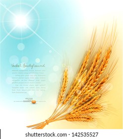 vector background with gold ears of wheat and sun rays