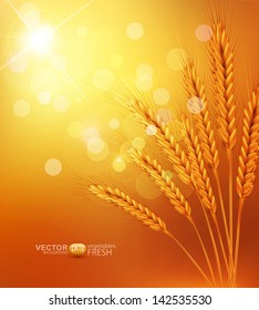 vector background with gold ears of wheat and sunrays