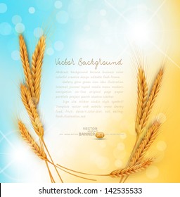 vector background with gold ears of wheat and sun rays