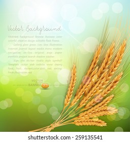 vector background with gold ears of wheat and sun rays 