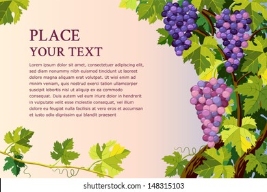 Vector background with grapes bunches and with place for your text