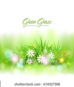 Vector background with green grass and daisies. Element for design.