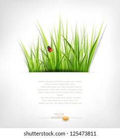 vector background with green grass and ladybug