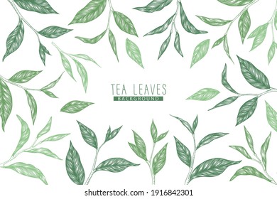 Vector background with green hand drawn tea leaves and branches isolated on white background. Engraved style design for print, invitation, brochure, card, wallpaper, packaging