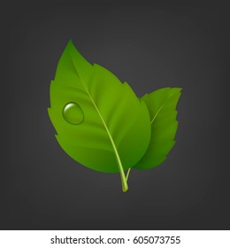 Vector background with green leaf pair and drop of dew. Realistic icon, design template in EPS10.