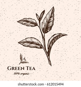 Vector background with green tea plant, leaf . Hand drawn. Vintage style