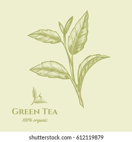 Vector background with green tea plant, leaf . Hand drawn. Vintage style