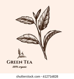 Vector Background With Green Tea Plant, Leaf . Hand Drawn. Vintage Style