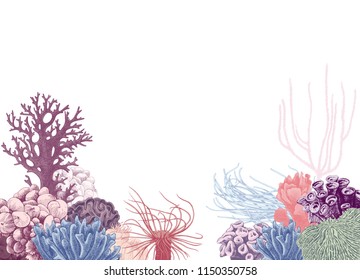 Vector background with hand drawn colorful coral reef. Vector illustration in vintage style