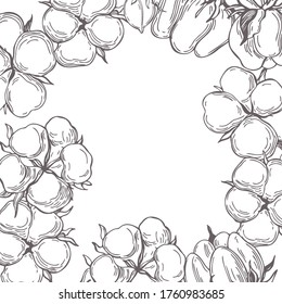 Fondo vectorial con planta de algodón dibujada a mano. Ilustración de esbozo 