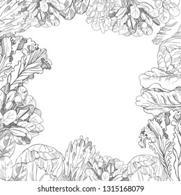 Vector background with hand drawn different kinds of lettuce 