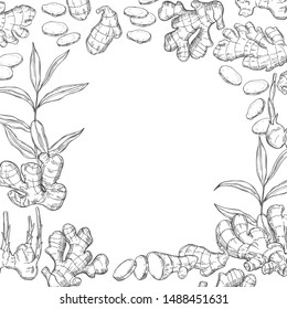 Vector background with hand drawn ginger, root, leaves. Sketch illustration. 