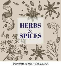Vector background with hand drawn herbs and spices. Hand drawn ink illustration. Organic and fresh spices illustration