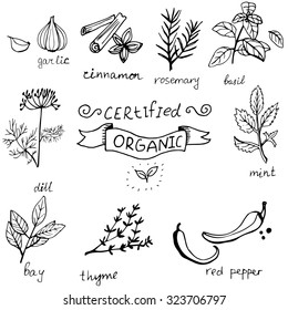 Vector background with hand drawn herbs and spices Organic and fresh spices illustration.